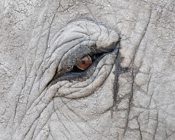Elephant's eye, Ambroseli