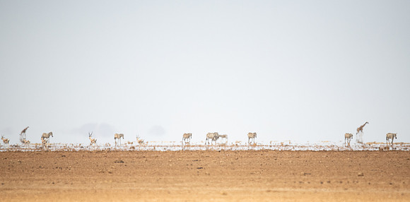 Game in mirage over dry lake bed, Ambroseli