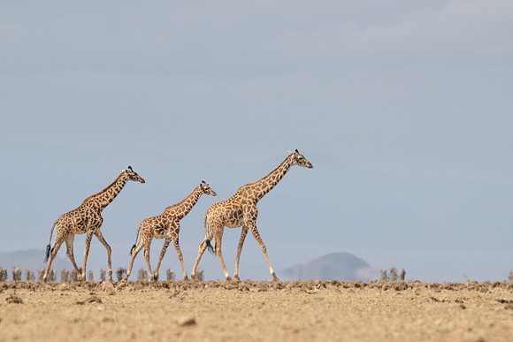 Giraffe, crossing dry lake bed, Ambroseli