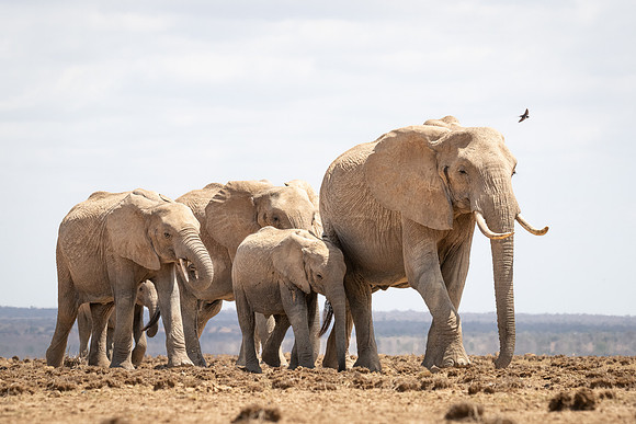 Elephant family, Ambroseli