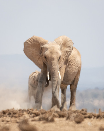 Elephant and calf in heat haze, Ambroseli