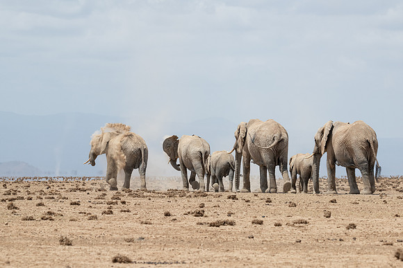 Elephant family head towards the swamp, Ambroseli