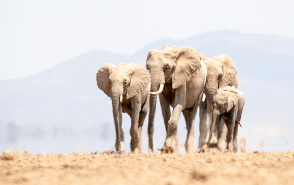 Elephant approach through dust and heat haze, Ambroseli.