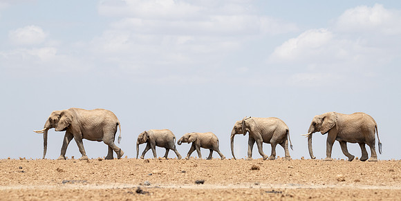 Elephant family, Ambroseli