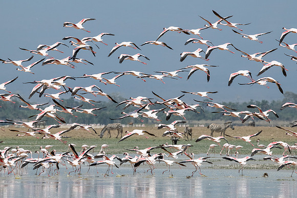 Lesser Flamingos take flight, Ambroseli