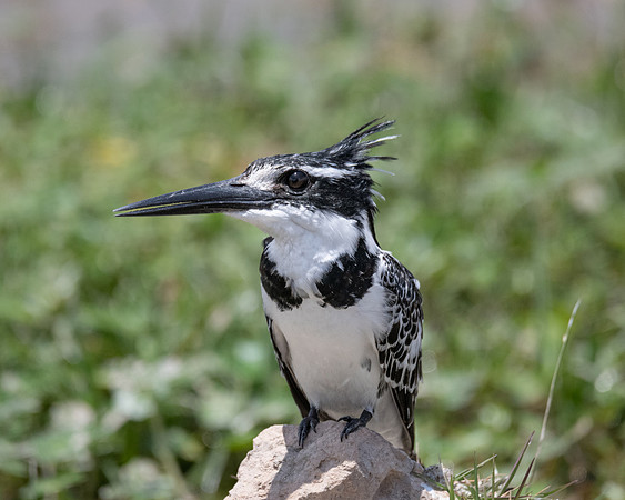 Pied Kingfisher, Ambroseli
