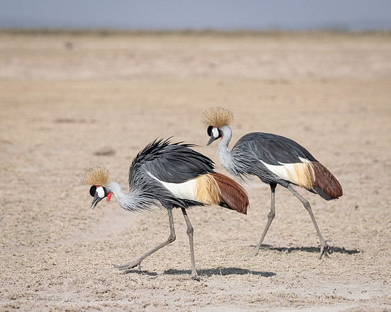 Grey-crowned Cranes, Ambroseli