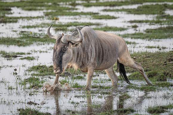 Wildebeest picks through the swamp, Ambroseli