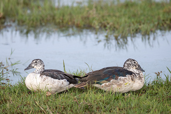 Comb Duck, Ambroseli