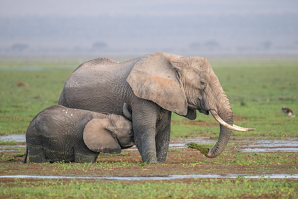 Elephant feeding in the swamp, nursing a calf. Ambroseli