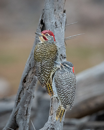 Nubian Woodpecker, Ambroseli