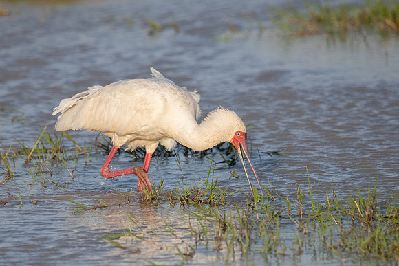 African Spoonbill, Ambroseli