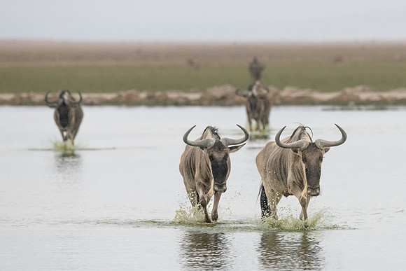 Wildebeest cross the swamp, Ambroseli