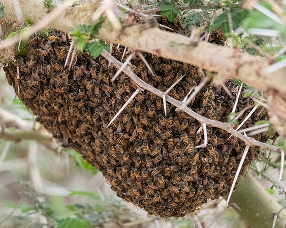 Honey Bees, resting overnight, Ambroseli