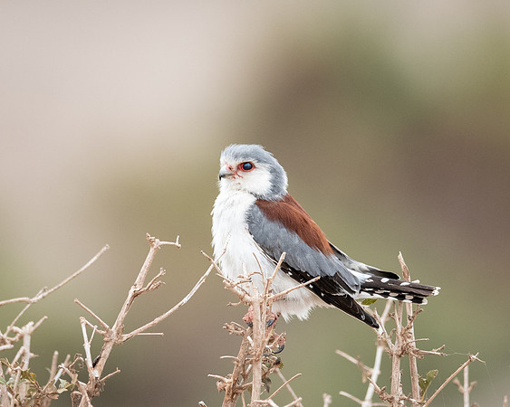 Pygmy Falcon, Ambroseli