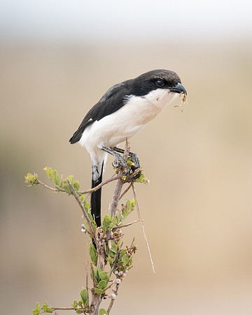 Long-tailed Fiscal, with Scorpion, Ambroseli