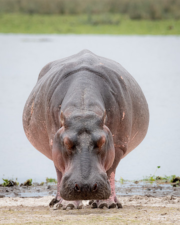 Sleeping Hippopotamus, Ambroseli