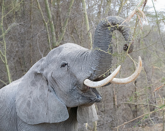 Elephant feeding on Acacia, Ambroseli