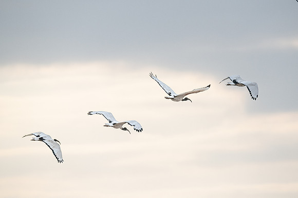 Sacred Ibis in flight, Ambroseli