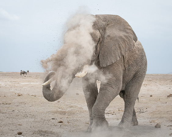 Bull Elephant blowing dust as challenge, Ambroseli