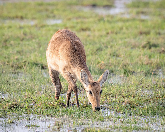 Bohor Reedbuck grazing in swamp, Ambroseli