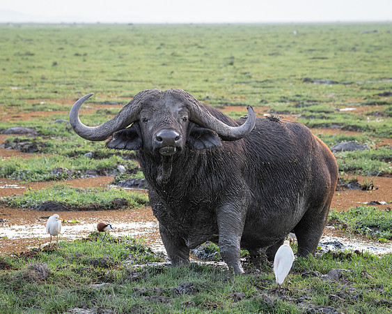 Cape Buffalo in swamp, Ambroseli
