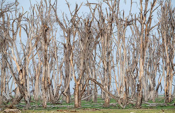 Drowned trees, Ambroseli