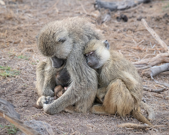 Yellow Baboon, sleeping, Ambroseli