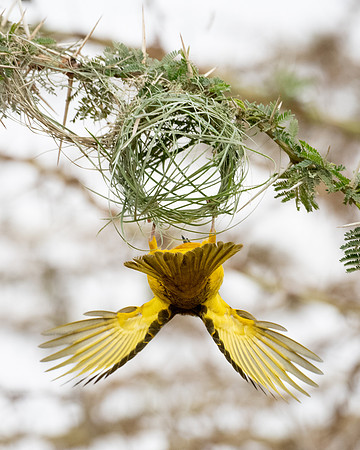 Taveta Golden Weaver, building a nest, Ambroseli