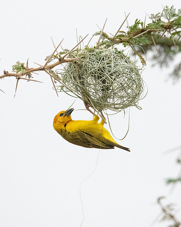 Taveta Golden Weaver, building nest, Ambroseli