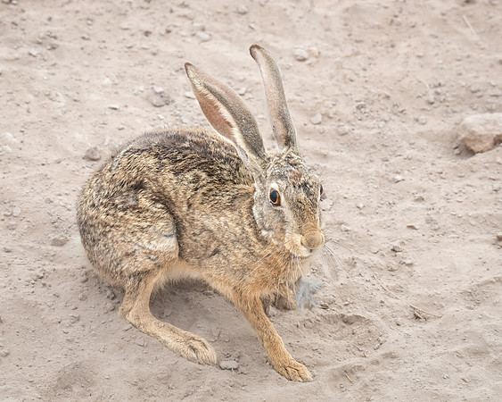 Scrub Hare at the roadside, Ambroseli
