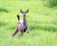 Sambar