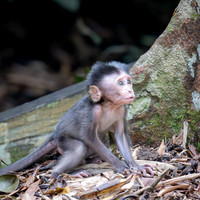 Long-tailed Macaque baby