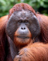 Urangutan male