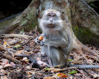 Long-tailed Macaque and baby