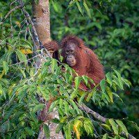 Orangutan youngster