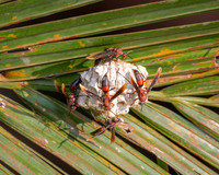 Paper Wasps building a nest