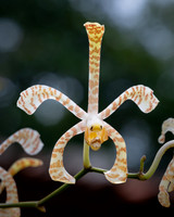 Orchid