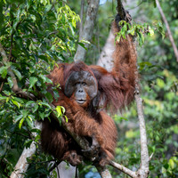 Orangutan dominant male, or 'king'