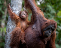 Orangutan female and baby