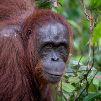 Orangutan female