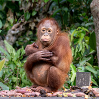 Orangutan youngster at feeding station