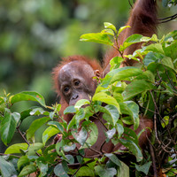 Orangutan baby