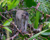 Long-tailed Macaque youngster in the rain