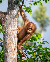 Orangutan youngster