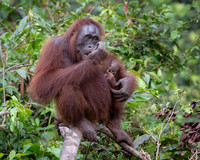 Orangutan female and baby