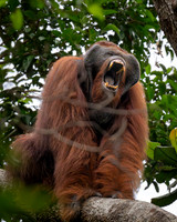 Otangutan male, yawning