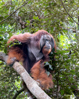 Orangutan, dominant male, or 'King'