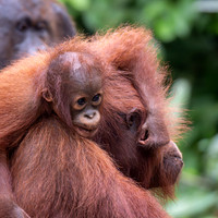 Orangutan baby