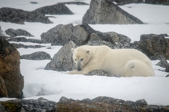Polar Bear